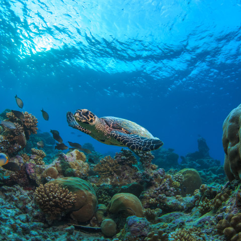 海の生物とサンゴ礁 体験アクティビティ